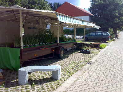 Wasserpflanzen Teich